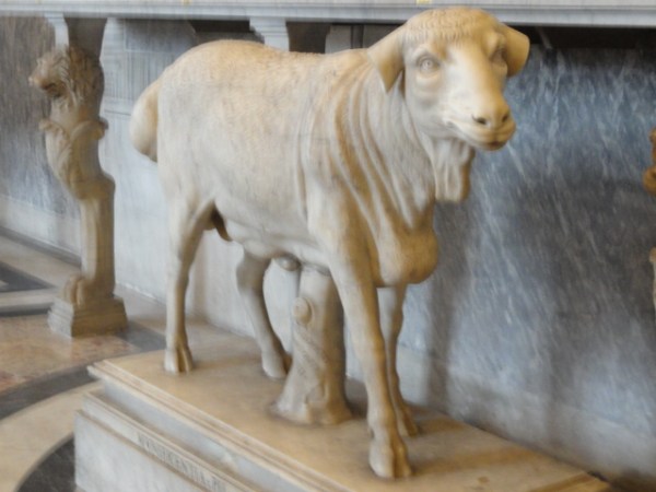 Vervex Aethiopicus Pio Clementino Foto R.Puig