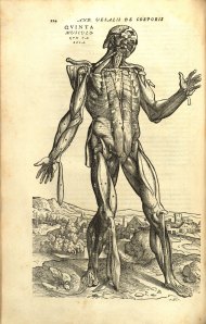 vesalius_224