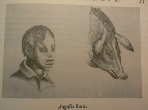 Giovanni Battista della Porta, De humana Physiognomonia (1586). Foto R.Puig