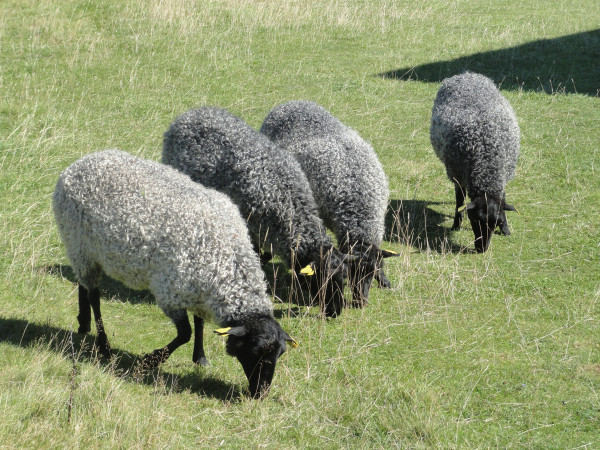 Ovejas en Pilane 2011.Foto R.Puig.