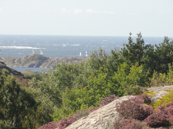Regata en torno a Tjörn.Foto R.Puig.
