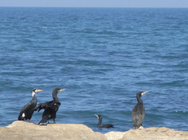 Estos pescadores siempre encuentran.Foto R.Puig