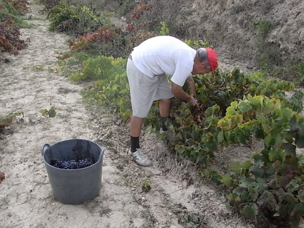 Benitatxell. Juan vendimiando.Foto R.Puig