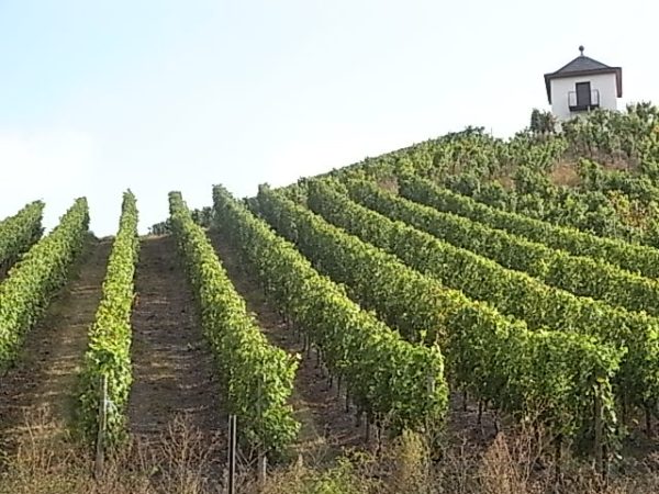 Viñedos Treveris Foto R.Puig