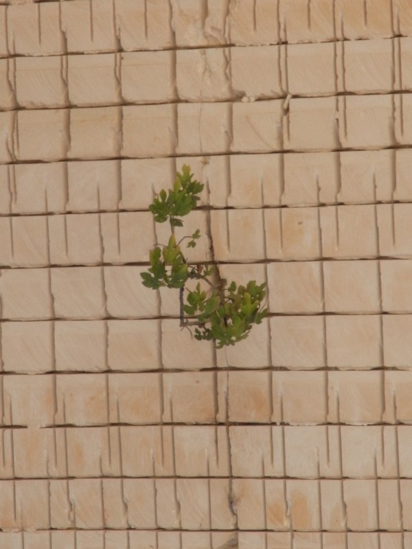 Tenacidad. Foto R.Puig