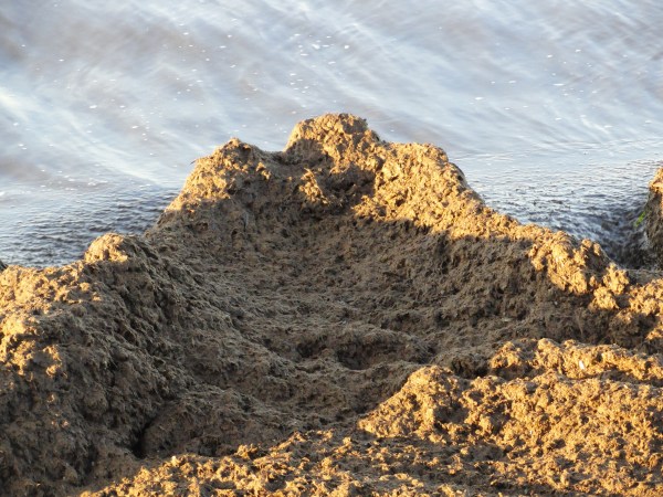 Depósitos de posidonia en la playa de la Almadraba . Foto R.Puig