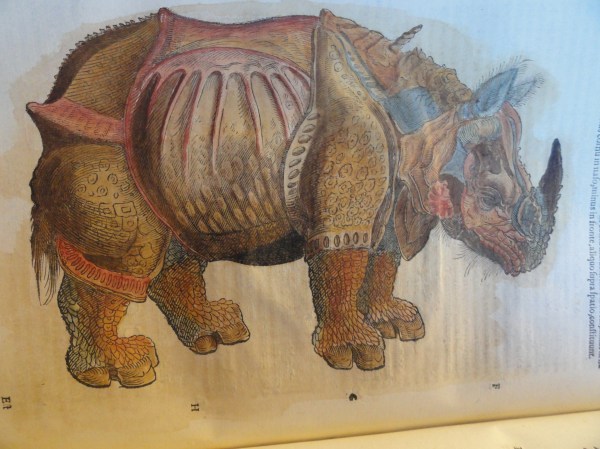 Rinoceronte asiático  Aldrovandi.1616