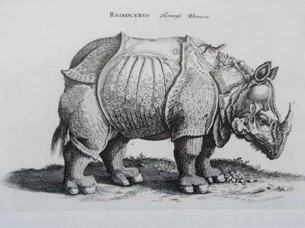 Rinoceronte asiatico Jonstonus. 1657. Biblioteca Vaticana