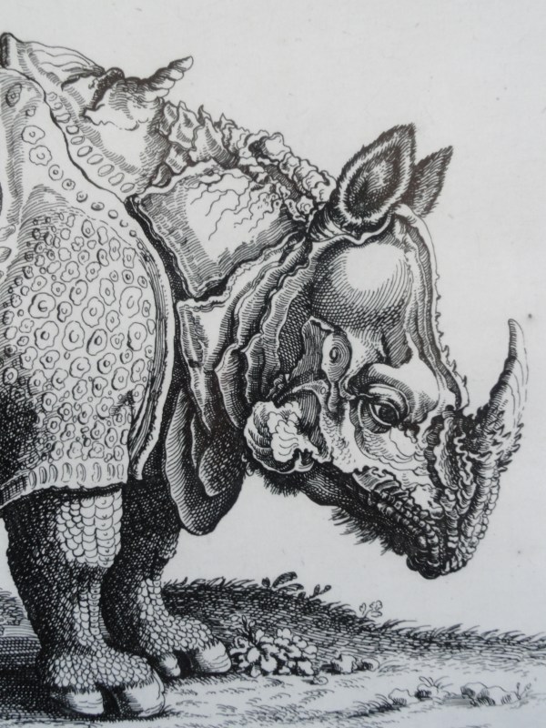 Rinoceronte asiatico Jonstonus. Biblioteca Vaticana.Detalle