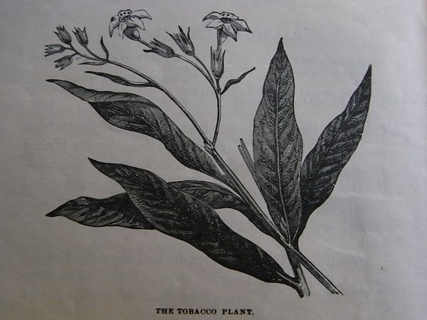 Royal Readers III.La planta del tabaco