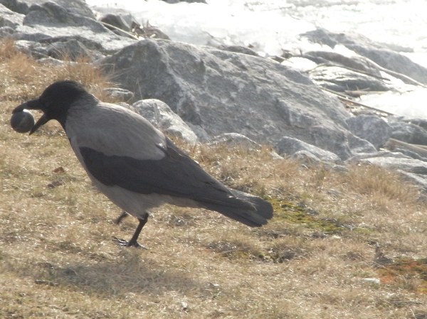 Aquí estoy yo.Foto R.Puig