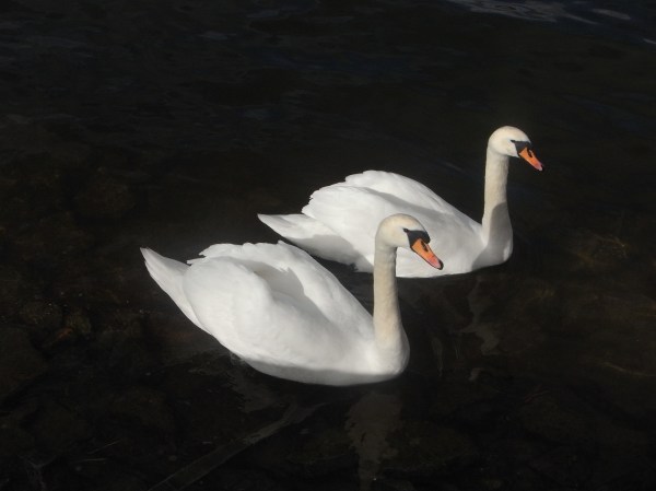 Duo de cisnes.Foto R.Puig