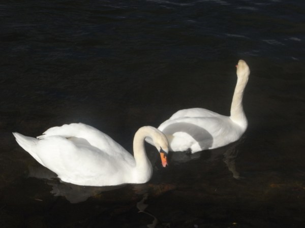 Duo de cisnes.Foto R.Puig