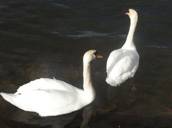 Duo de cisnes.Foto R.Puig