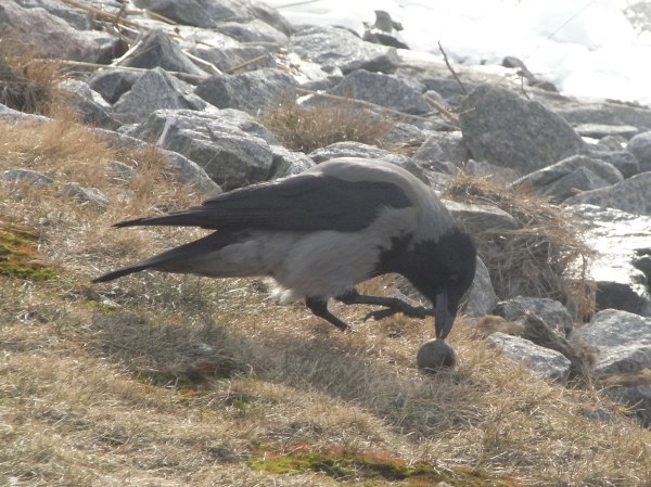 Esta pelota es más profesional. Foto R.Puig