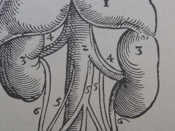 Riñones. A partir de Andrea Vesalius. Tabulae Anatomicae. Culture et civilisation. Bruxelles 1965