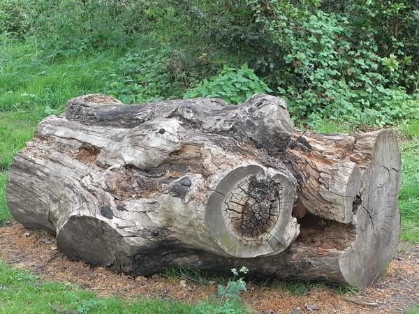 En el parque.Leicester. Foto R.Puig