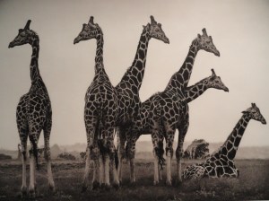 Fotografiska Museet. Estocolmo.Nick Brandt. Jirafas