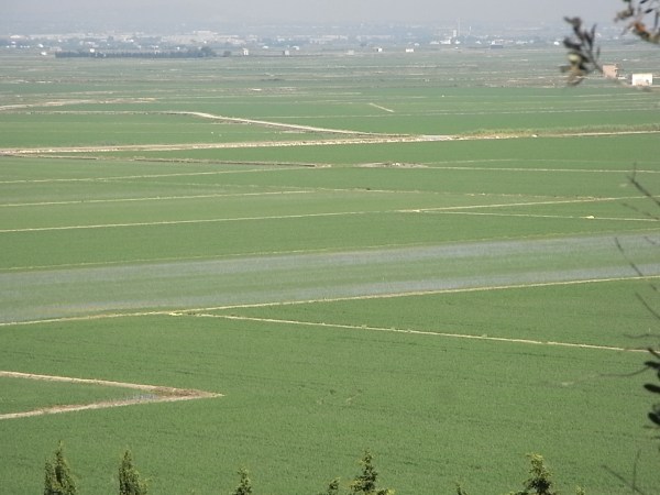 Arrozales y Valencia al fondo desde la muntanyeta..Sueca. Foto R.Puig