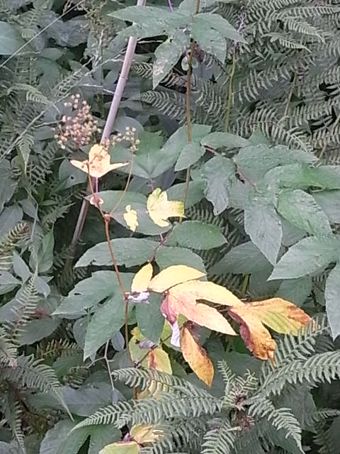 El otoño ya se anuncia en Nybro. Foto R.Puig.