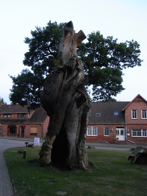 El roble milenario símbolo del pueblo. Dotlingen. Foto R.Puig.