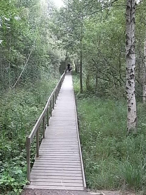 En el bosque de Nybro. Foto R.Puig.