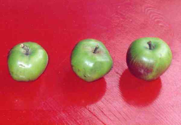 Templanza. Foto R.PUIG