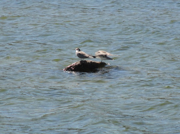 Avecillas de la Jarosa. Foto R.Puig.
