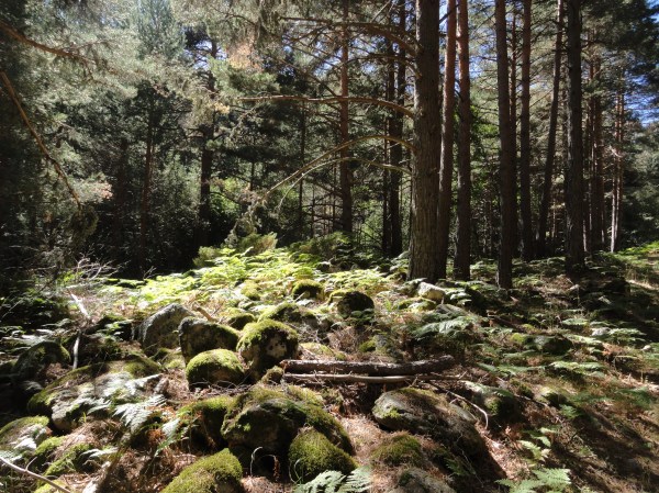 Por los bosques de Segovia. Foto R.Puig.
