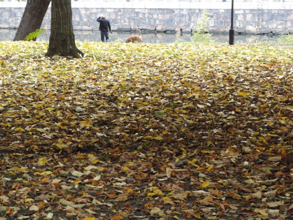 Hojas muertas. Gotemburgo. Foto R.Puig