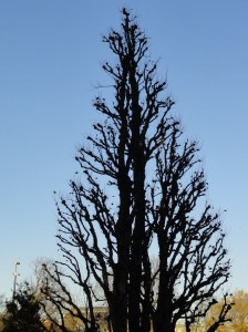 El viejo del parque. Trädgårdforening.Foto R.Puig.