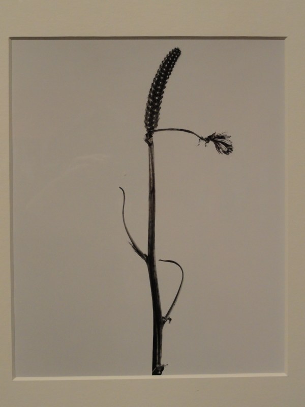 Giliandeia escoliforcea. Herbarium fotografico de Joan Fontcuberta.1982.