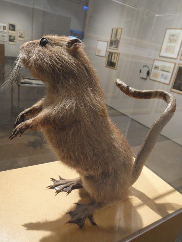 Myodorifera Colubercauda. Fauna de Joan Fontcuberta. Foto R.Puig.