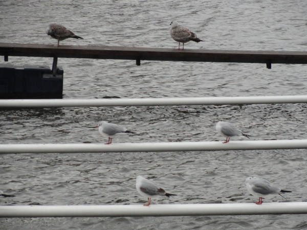 Jerarquías. Foto R.Puig.