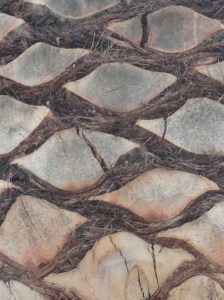 Fractales. Foto R.Puig.