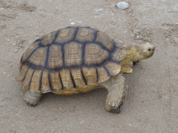 Tortuga bendita. Foto R.Puig