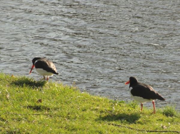 Buscando la lombriz. Foto R.Puig