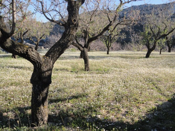 Febrero en Benimaurell. Foto R.Puig