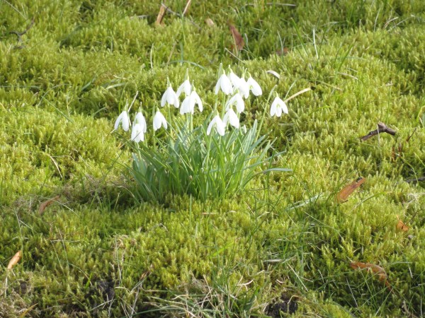 Maxima est pusilla. Foto R.Puig