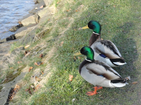 Y si nos bañamos... Foto R.Puig