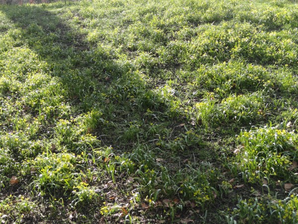 Acaso solo sombra. Vasaparken. Gotemburgo. Foto R.Puig