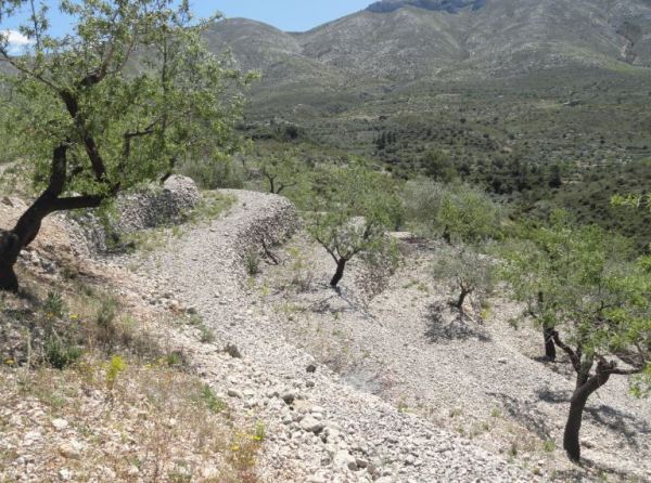 Bancales de almendros. Foto R.Puig