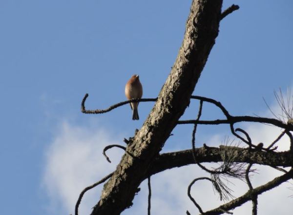 Canto para ti. Vasaparken. Gotemburgo. Foto R.Puig
