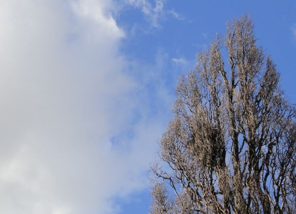 En primavera el nido espera su inquilino. Vasaparken. Gtb. Foto R.Puig