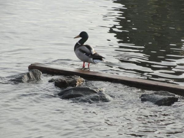 Es mi muelle exclusivo. Foto R.Puig