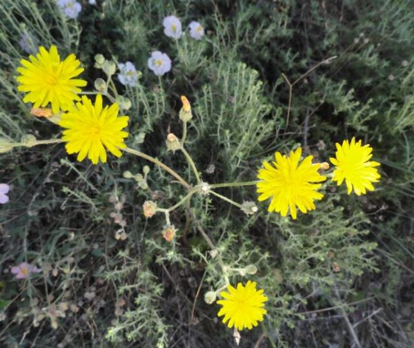 Flor amarilla de la Vall d'Ebo. Foto R.Puig