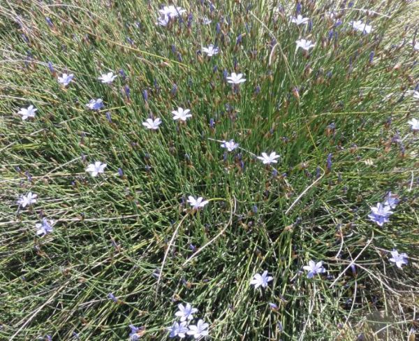 Flor arenaria de la Vall d'Ebo. Foto R.Puig