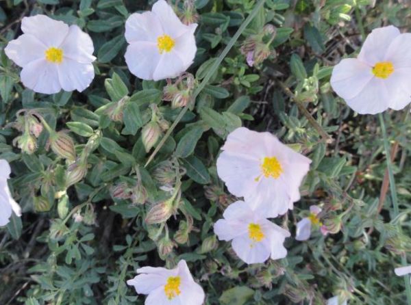 Flor blanca de la Vall d'Ebo. Foto R.Puig