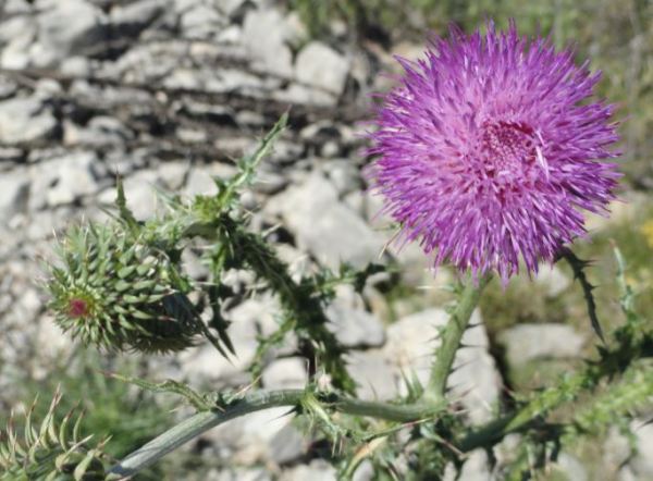 Flor de cardo de la Vall d'Ebo. Foto R.Puig