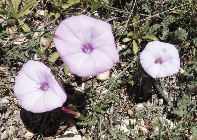 Flor malva de la Vall d'Ebo. Foto R.Puig